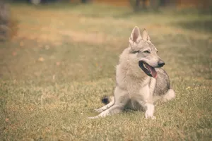 Brown Malamute - Cute Domestic Purebred Canine Friend