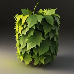 Vibrant Maple Leaves in Sunlit Forest