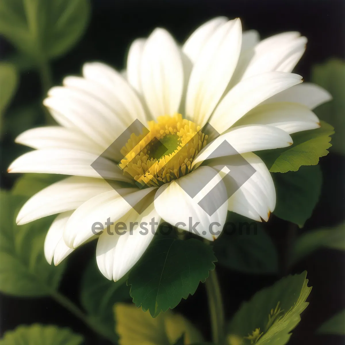 Picture of Yellow Chamomile Flowers Blooming in Garden Closeup