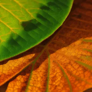 Fresh Spring Foliage: Vibrant Leaf with Water Droplet