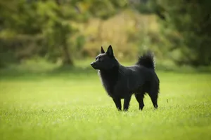 Cute Cat and Dog Playing on Grass