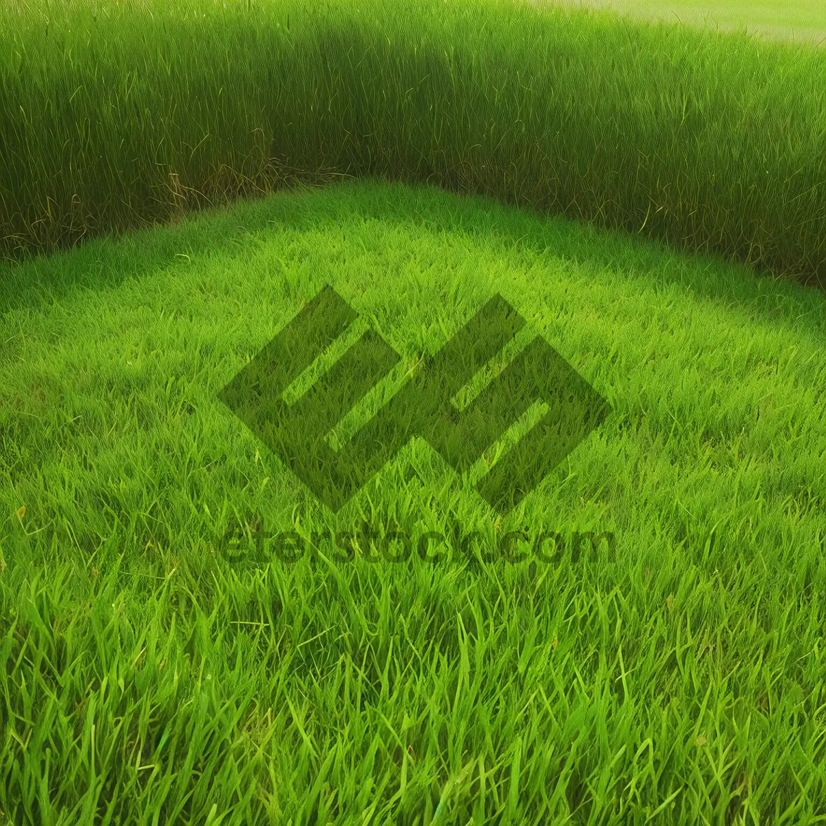 Picture of Vibrant Summer Greenery on Lush Grass Field