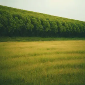 Golden Summer Fields under Cloudy Sky