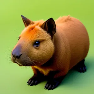 Adorable Studio Portrait of Cute Brown Guinea Pig