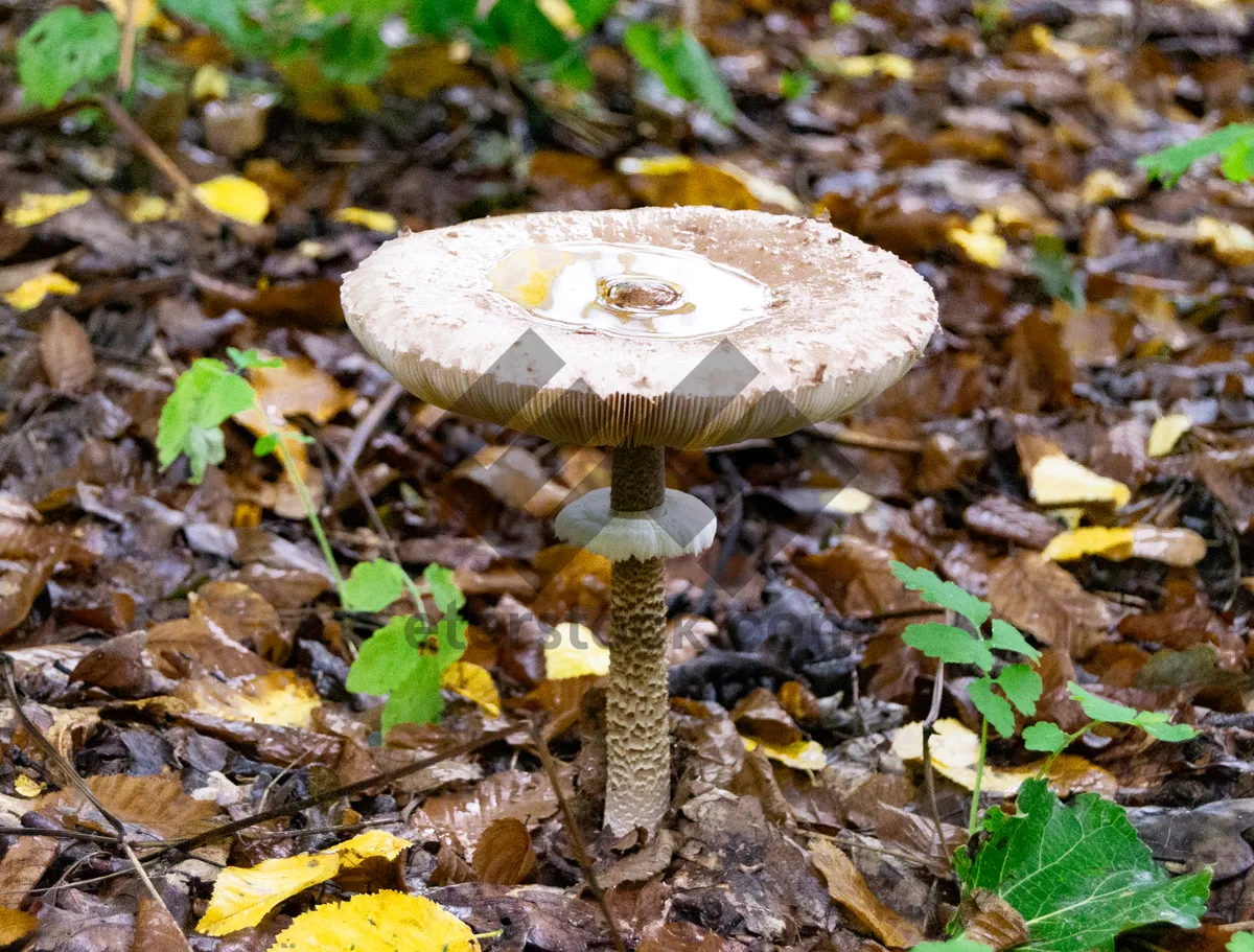 Picture of Autumn Forest Mushroom Harvest