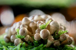 Healthy fruit and veggie acorn assortment