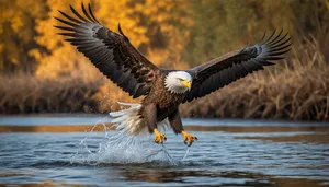 Bald Eagle in Flight