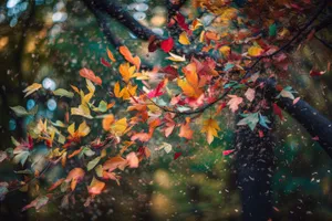 Colorful autumn maple tree foliage in forest.