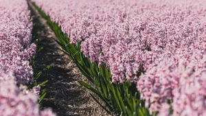 Blooming pink lilac flowers in summer garden