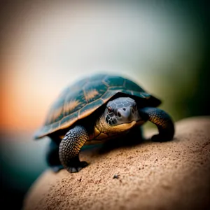 Slow and Steady Turtle Shell in Wildlife