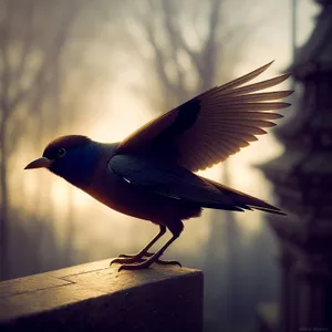 Graceful Jay Perched on Bird Feeder