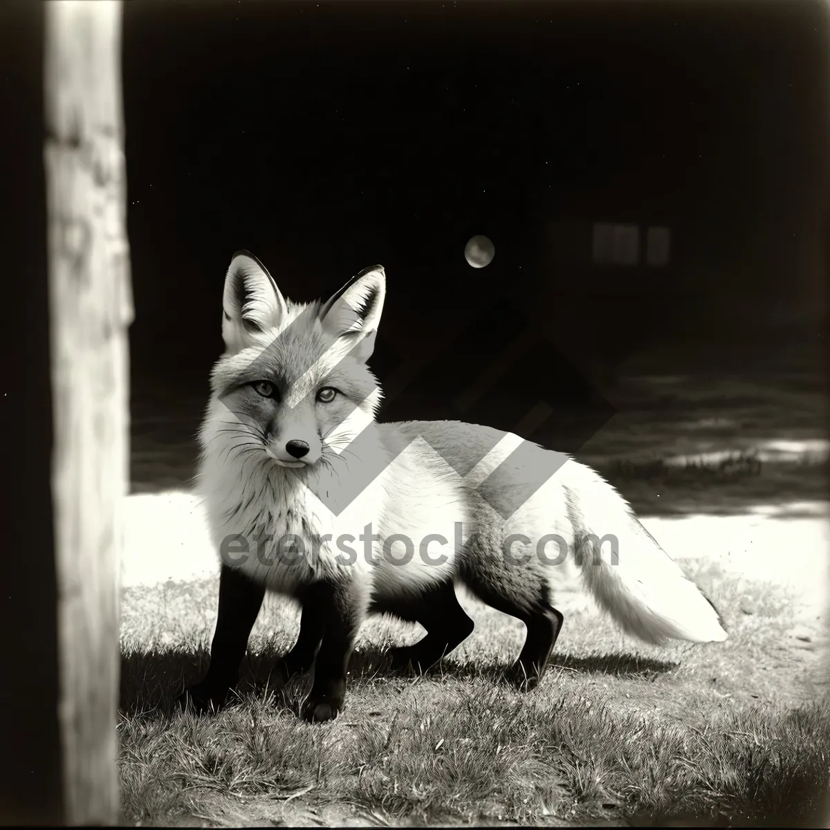 Picture of Furry Friends: Red Fox and Kitty Curiosity