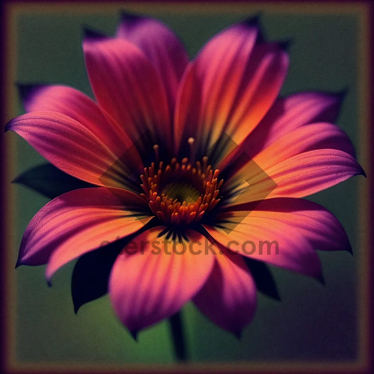 Picture of Vibrant Sunflower Blossom in Full Bloom