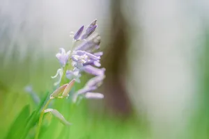 Botanical Bloom in Pink and Purple Meadow.