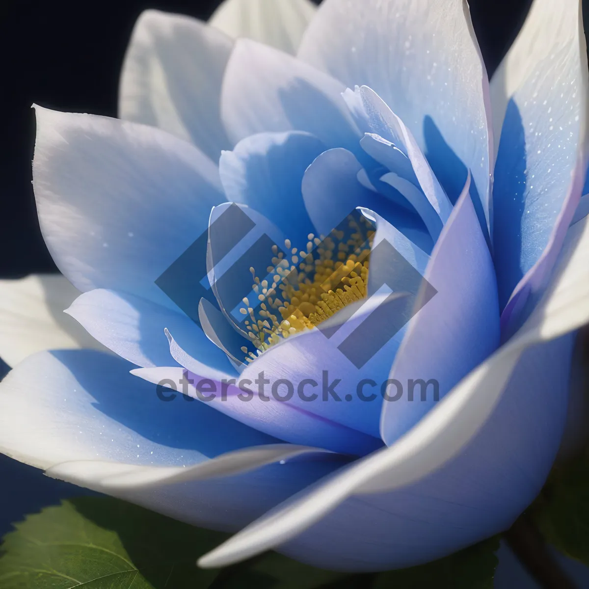 Picture of Pink Lotus Blossom in Summer Pond