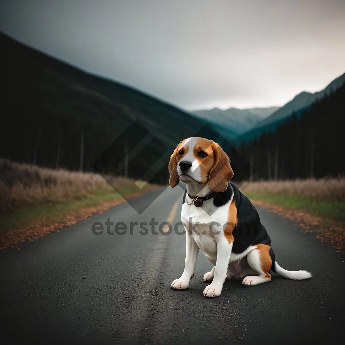 Picture of Adorable Beagle Hound Puppy - Purebred Canine Friend