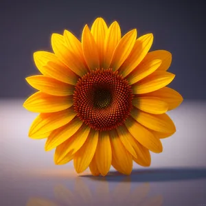Bright Summer Sunflower Blooming with Vibrant Petals