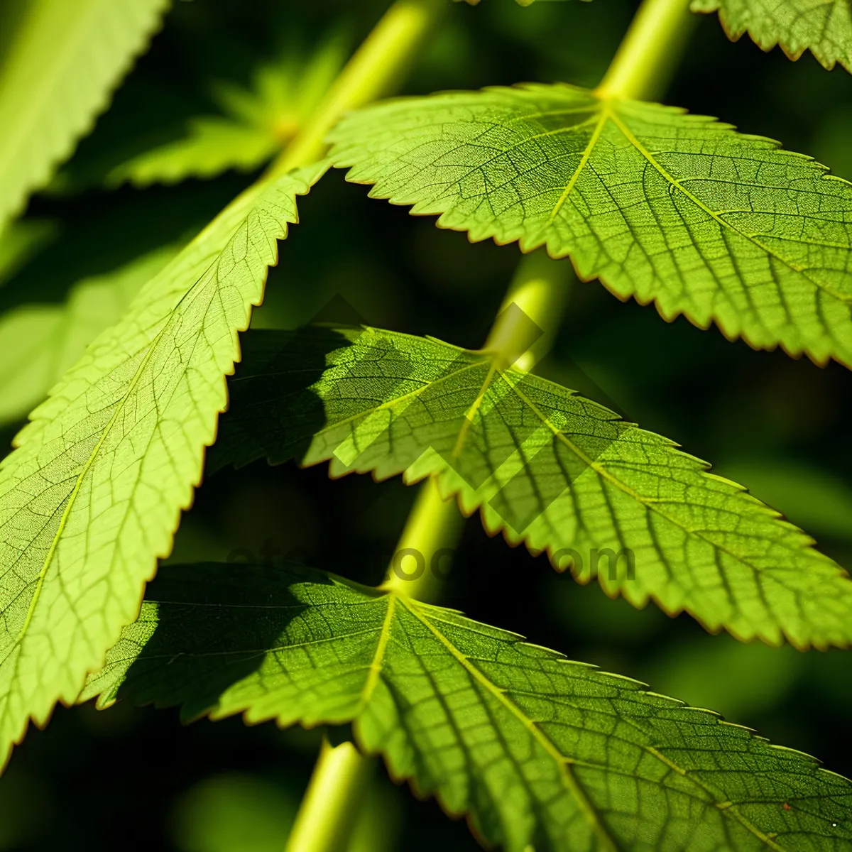 Picture of Vibrant green foliage in a wooded forest