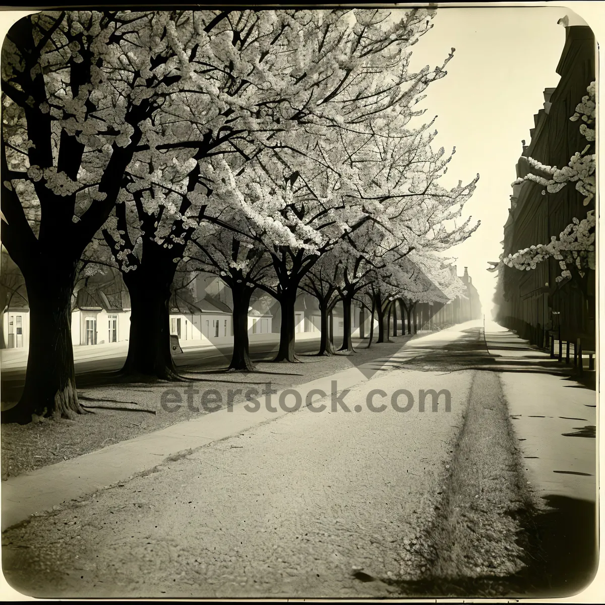 Picture of Autumn Park Road with Memorial Stone