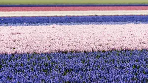 Colorful Lupine Blanket Texture Close Up View