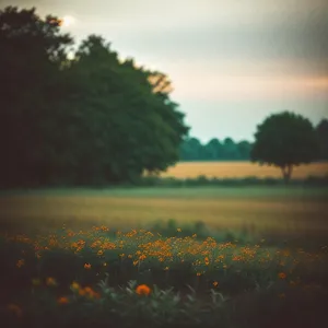 Sunny Horizon Over Meadow and Fields