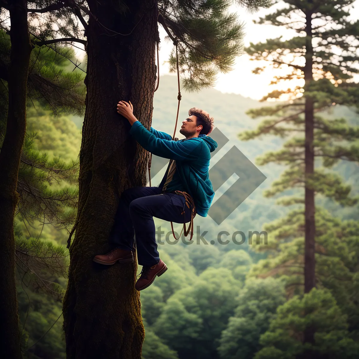 Picture of Orangutan swinging in the forest park.