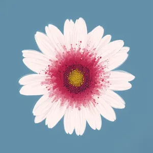 Bright Pink Daisy Closeup Detail in Garden