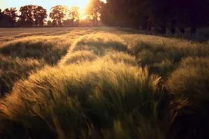 Golden Harvest on a Sunny Rural Meadow.