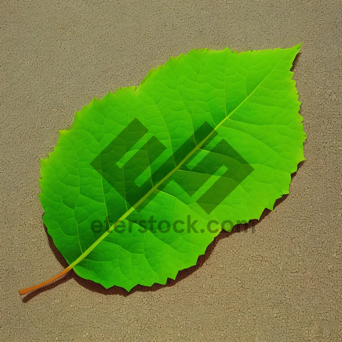 Picture of Fresh Kale Leaf in a Summer Garden