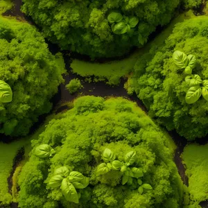 Fresh Broccoli in Natural Forest Landscape