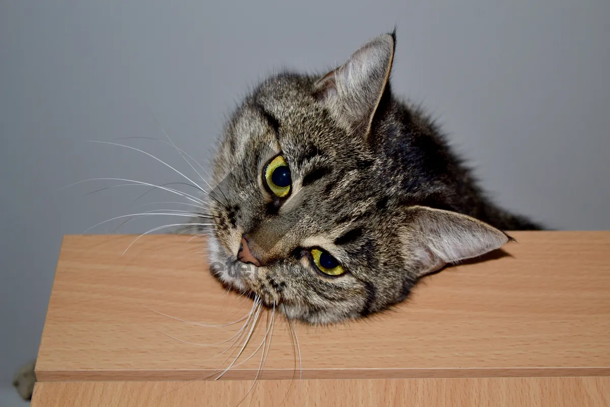 Picture of Adorable Tabby Cat with Striped Gray Fur