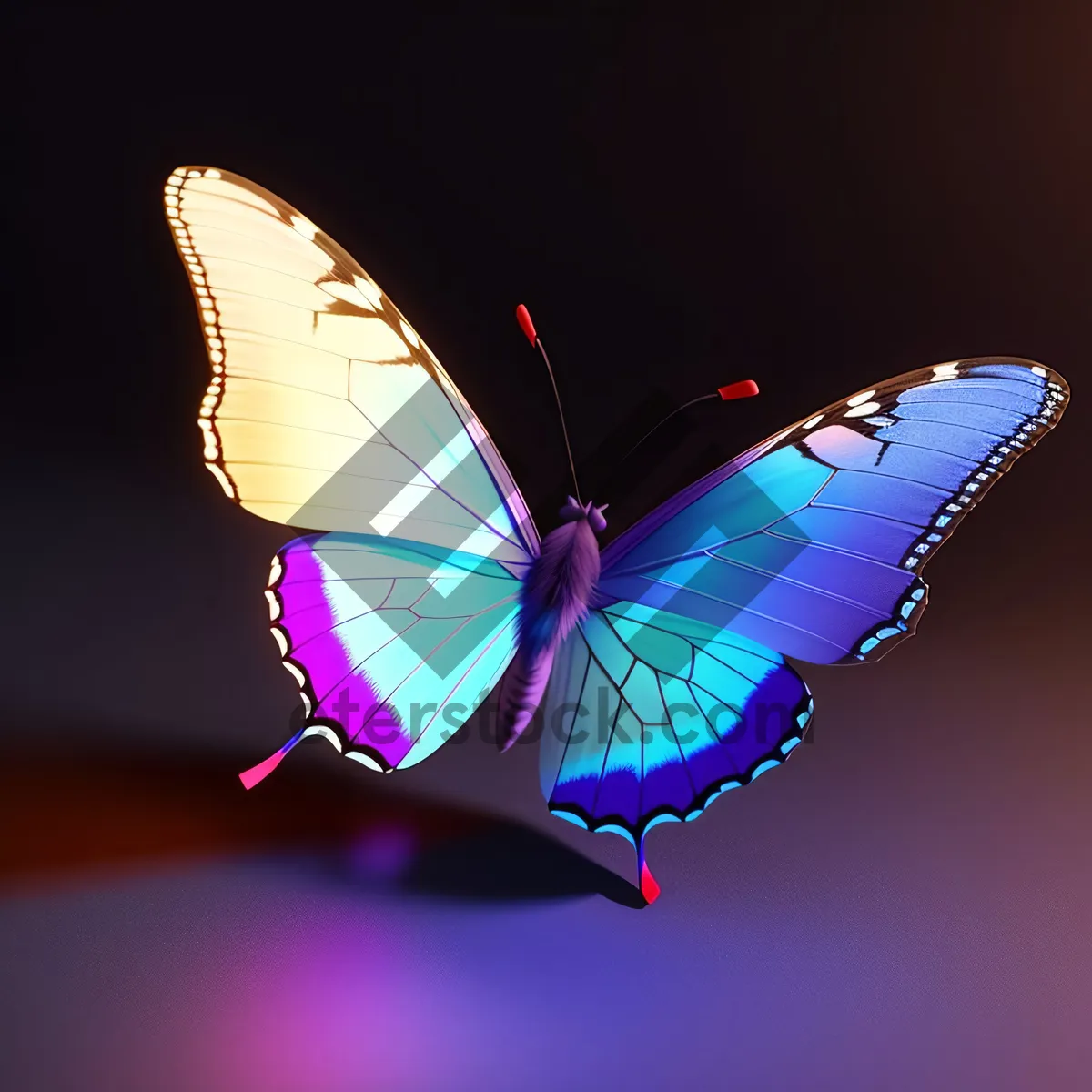 Picture of Colorful Butterfly Wing in Garden