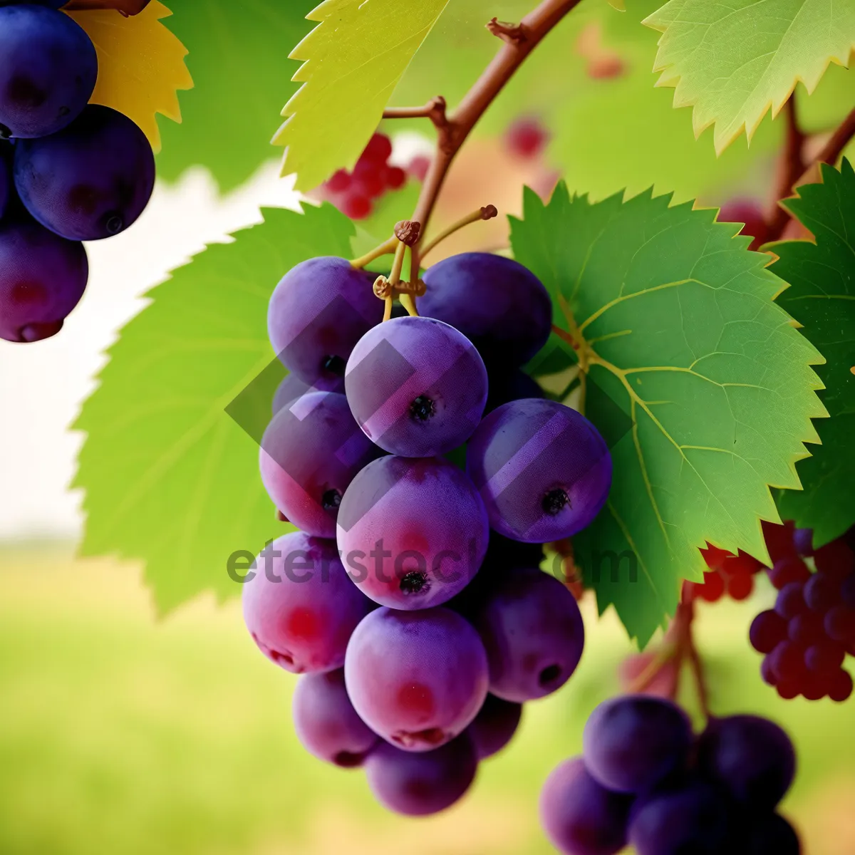 Picture of Fresh Autumn Harvest: Juicy Purple Grape Cluster