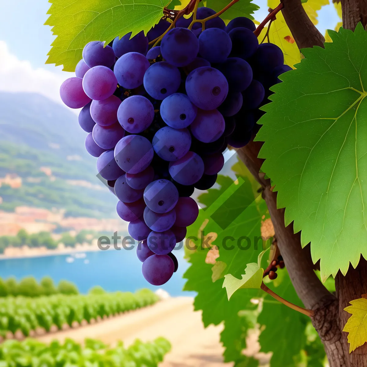 Picture of Vibrant Vineyard Harvest: Ripe Grapes on the Vine