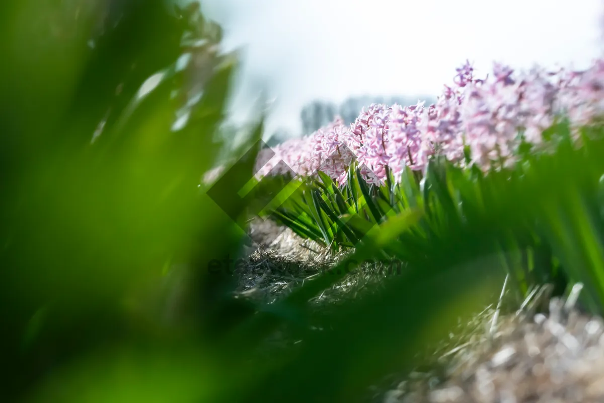 Picture of Spring flower in garden with water feature