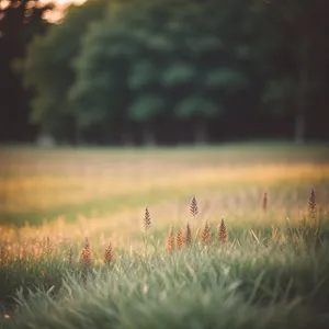 Golden Wheat Field Under Summer Sky