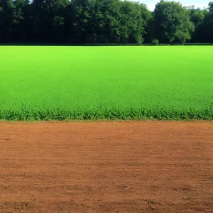 Vibrant Countryside Landscape with Lush Soybean Field