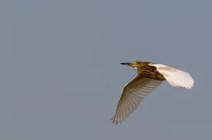 Winged heron in flight over water