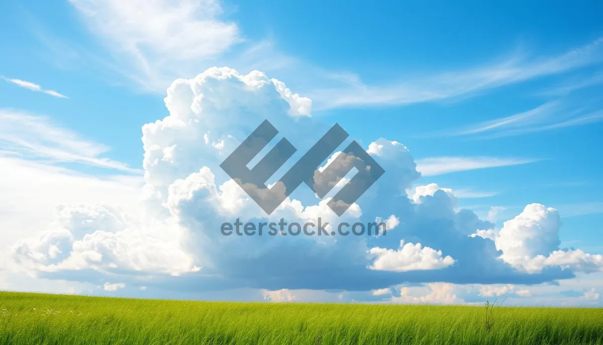 Picture of Colorful Autumn Sky Landscape Plant Grass Field Sunshine