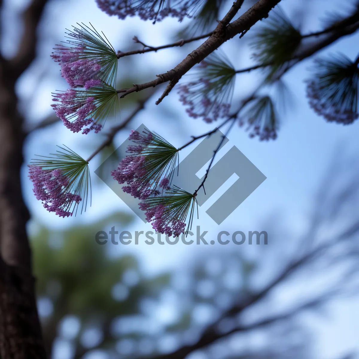 Picture of Spring Blossom in Pink Garden