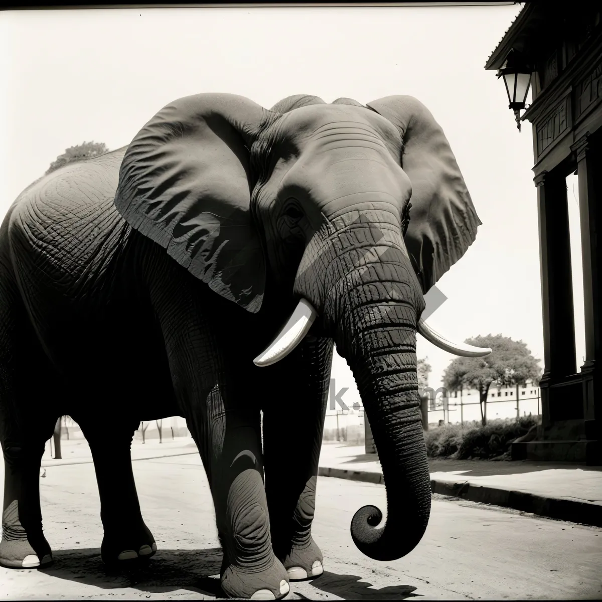 Picture of Endangered Elephants in South African Wildlife Park