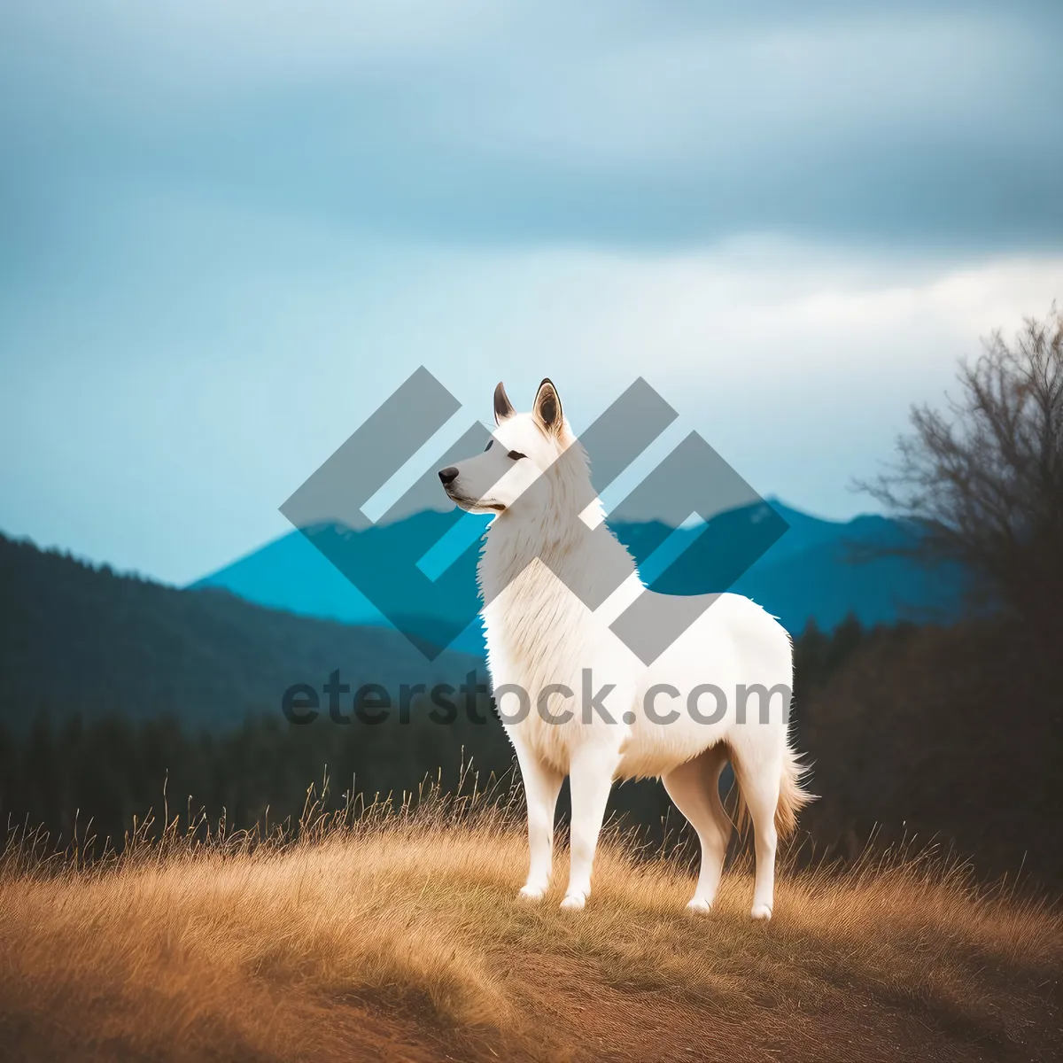 Picture of Pastoral Livestock Grazing in Lush Meadow