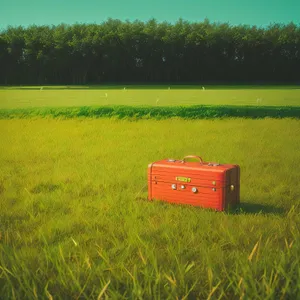 Sunlit Rice Field Skyline Surrounded by Greenery