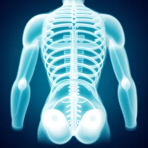 Transparent skeletal anatomy for medical science.