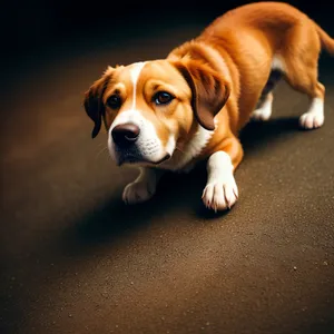 Adorable Beagle Puppy: The Perfect Canine Companion