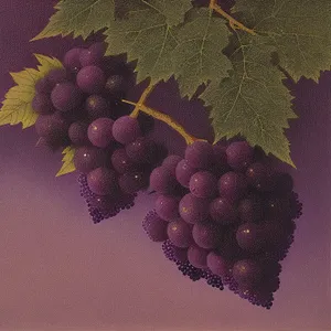 Juicy Purple Grapes in Vineyard Harvest