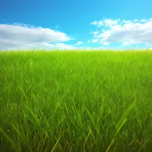 Vibrant Wheat Field Under Clear Blue Sky