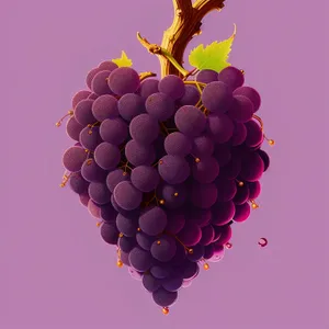 Ripe, Juicy Muscat Grapes in Vineyard Harvest