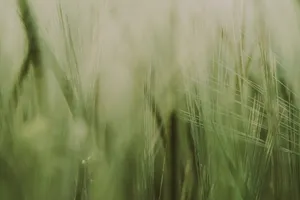 Golden Wheat Field under Summer Sky