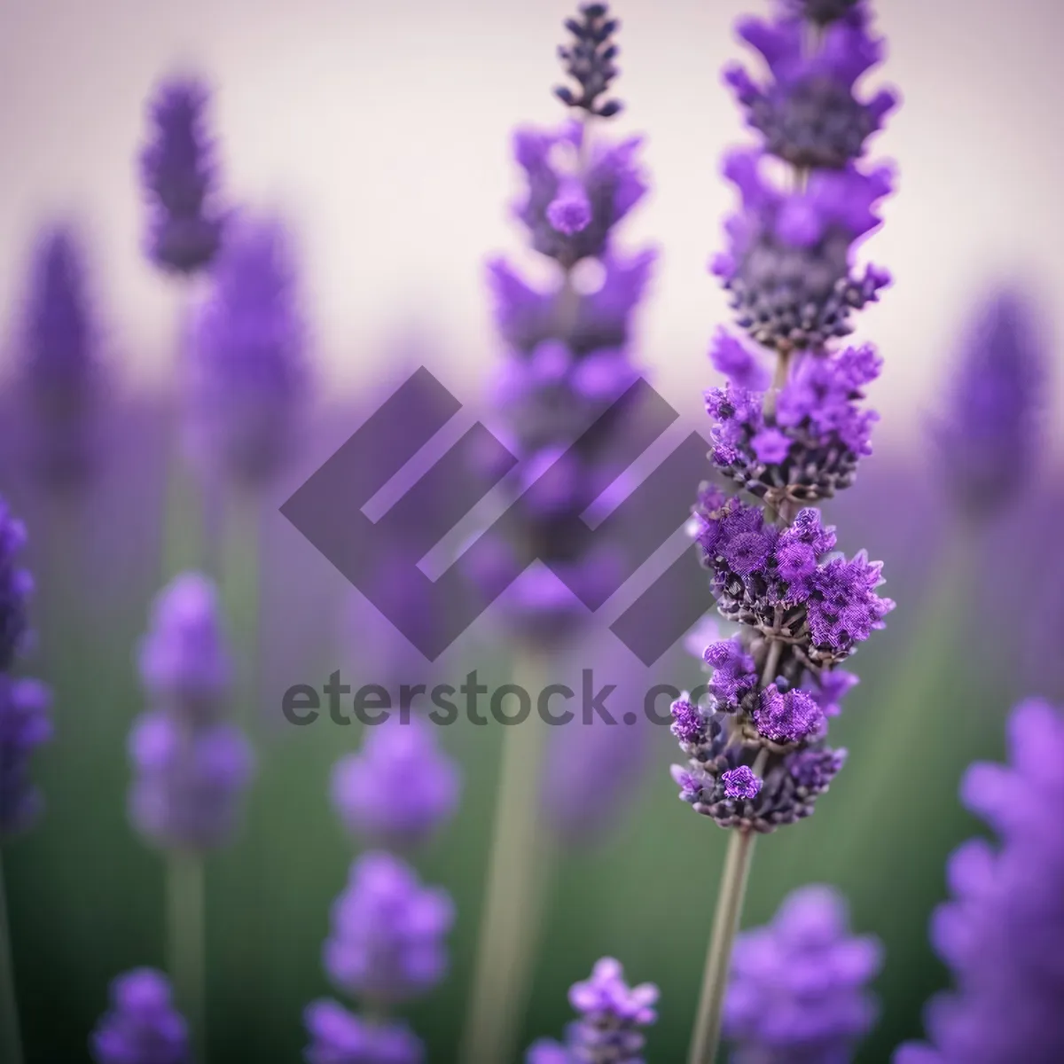 Picture of Lavender Blossom in Summer Garden
